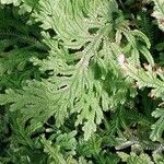 Selaginella viticulosa Ліст