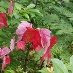 Acer rubrum पत्ता