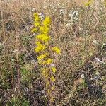 Solidago nemoralis Kukka