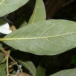 Trigonia rugosa Leaf