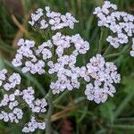 Achillea millefolium Flower