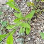 Erigeron annuus Blad