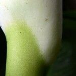 Monstera glaucescens Кора
