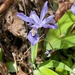 Iris cristata Flower