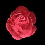 Camellia japonica Λουλούδι