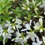 Rhododendron arborescens Deilen