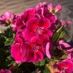 Pelargonium zonale Blatt