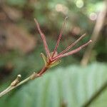 Cleidion macrophyllum Flower