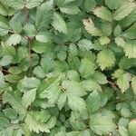 Astilbe rubra List