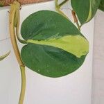 Philodendron hederaceum Fuelha