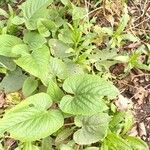 Phlomis russelianaبرگ