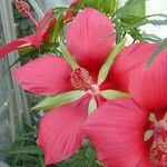 Hibiscus coccineus ফুল