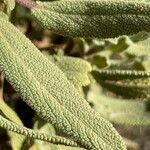 Salvia candelabrum Blad