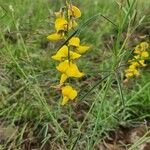 Crotalaria brevidens Kvet