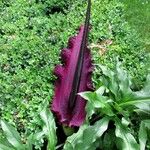 Dracunculus vulgaris Lorea