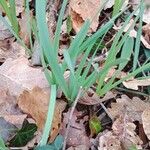 Narcissus bicolor Leaf