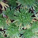 Saxifraga exarata Hoja
