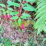 Fuchsia magellanica Floro