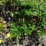 Potentilla erecta Other