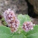 Mentha longifolia Flower