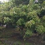 Litchi chinensis Fruit