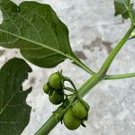 Solanum nigrescens Plod