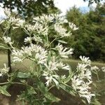 Eupatorium altissimum Flower