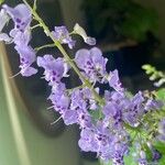 Plectranthus fruticosus Blüte