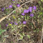 Legousia speculum-veneris Frunză