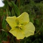 Ludwigia nervosa Flor