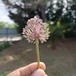 Allium polyanthum Цветок