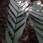 Sclerosperma mannii Blatt