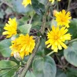 Hieracium sabaudum Flower