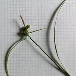 Carex demissa പുഷ്പം