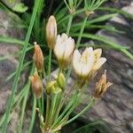 Nothoscordum gracile Blüte