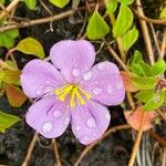 Heterotis decumbens Blüte