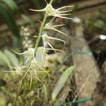 Bulbophyllum schimperianum