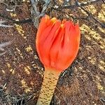 Haemanthus coccineus Květ