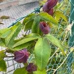 Passiflora amethystina Lorea
