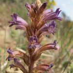 Orobanche olbiensis Habitus