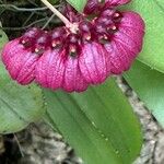 Bulbophyllum corolliferum Flor