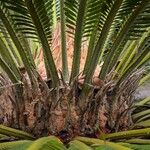 Cycas revoluta Прочее