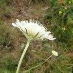 Scabiosa triniifolia 花
