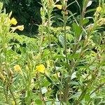 Oenothera villosa Fleur