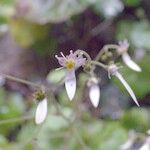 Saxifraga stolonifera Blomst