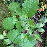 Solanum physalifolium Liść