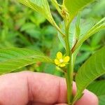 Ludwigia erecta Blüte