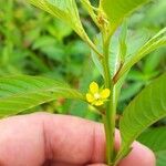 Ludwigia erecta फूल