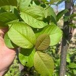 Prunus virginiana Ліст