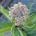 Eutrochium fistulosum Flower